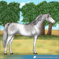 Horse Color:Platinum White Spotted Silver Brown Dun Rabicano 