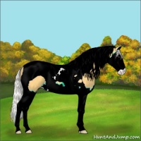 Horse Color:Silver Buckskin Splash Tobiano 