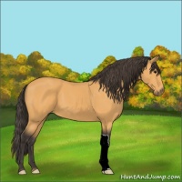 Horse Color:Buckskin 