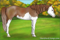 Horse Color:Chestnut Splash 