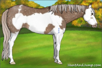Horse Color:Silver Brown Dun Splash Frame Appaloosa 