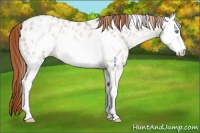 Horse Color:Buckskin Pearl Dun Splash Frame Appaloosa 