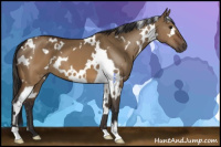 Horse Color:White Spotted Buckskin Dun 