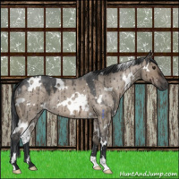 Horse Color:White Spotted Brown Roan Dun Brindle 