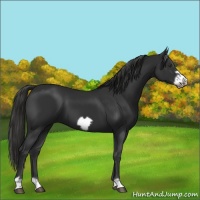 Horse Color:Liver Chestnut Frame 