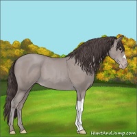 Horse Color:Platinum Classic Champagne 