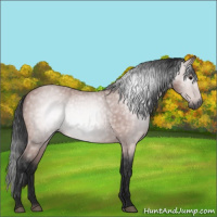 Horse Color:Gray Platinum Buckskin 