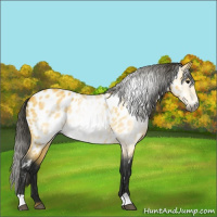 Horse Color:Gray Buckskin Near Leopard 
