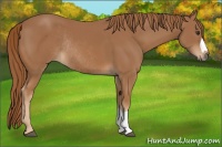 Horse Color:Chestnut Rabicano