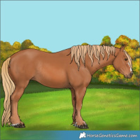 Horse Color:Chestnut Rabicano 