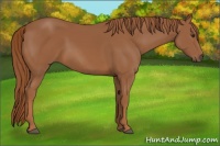 Horse Color:Chestnut Rabicano 