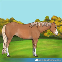 Horse Color:Chestnut Rabicano 