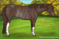 Horse Color:Liver Chestnut Rabicano 