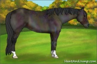 Horse Color:Midnight Bay Ice Onyx 