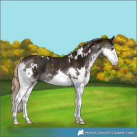 Horse Color:White Spotted Midnight Chestnut Ice Splash Rabicano 