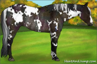 Horse Color:White Spotted Midnight Brown Ice Rabicano 