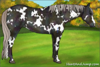 Horse Color:White Spotted Midnight Silver Grullo Ice Onyx 