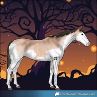 Horse Color:Bay Roan Splash 