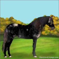 Horse Color:Void Nacre Sable Champagne Dun Tobiano Frame 