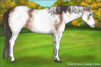 Horse Color:White Spotted Buckskin 
