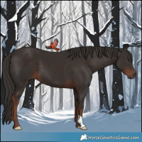 Horse Color:Liver Chestnut 