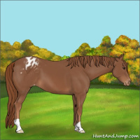 Horse Color:Chestnut Appaloosa 