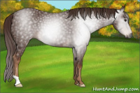 Horse Color:Gray Chestnut 
