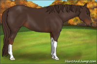 Horse Color:Gray Chestnut 