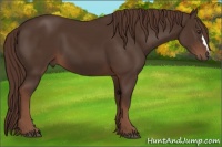 Horse Color:Liver Chestnut 