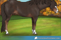Horse Color:Liver Chestnut 