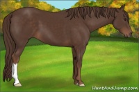 Horse Color:Liver Chestnut 
