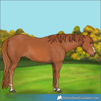 Horse Color:Chestnut 