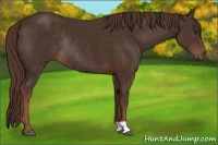 Horse Color:Liver Chestnut Rabicano 