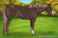 Horse Color:Liver Chestnut 