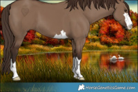 Horse Color:Liver Red Dun 
