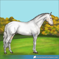 Horse Color:Gray Silver Buckskin Dun Tobiano Snowcap Rabicano 