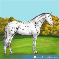 Horse Color:Liver Chestnut Splash Tobiano Appaloosa Rabicano 