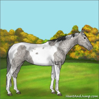 Horse Color:Grullo Ice Tobiano 