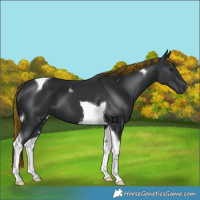 Horse Color:Painted Black Tobiano 