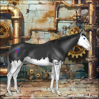 Horse Color:Black Splash