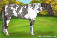 Horse Color:White Spotted Smoky Blue Roan