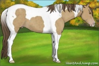 Horse Color:Classic Cream Champagne Tobiano 