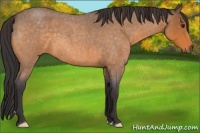 Horse Color:Buckskin Roan
