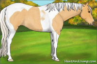 Horse Color:Silver Buckskin Roan Tobiano 