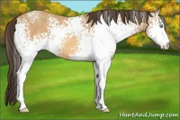 Horse Color:White Spotted Sable Cream Champagne 