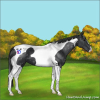 Horse Color:Black Tobiano 