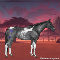 Horse Color:Black Tobiano 