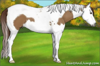 Horse Color:Gray Red Dun Splash Tobiano 
