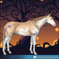 Horse Color:Chestnut Splash 