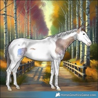 Horse Color:Chestnut Ice Splash Tobiano 